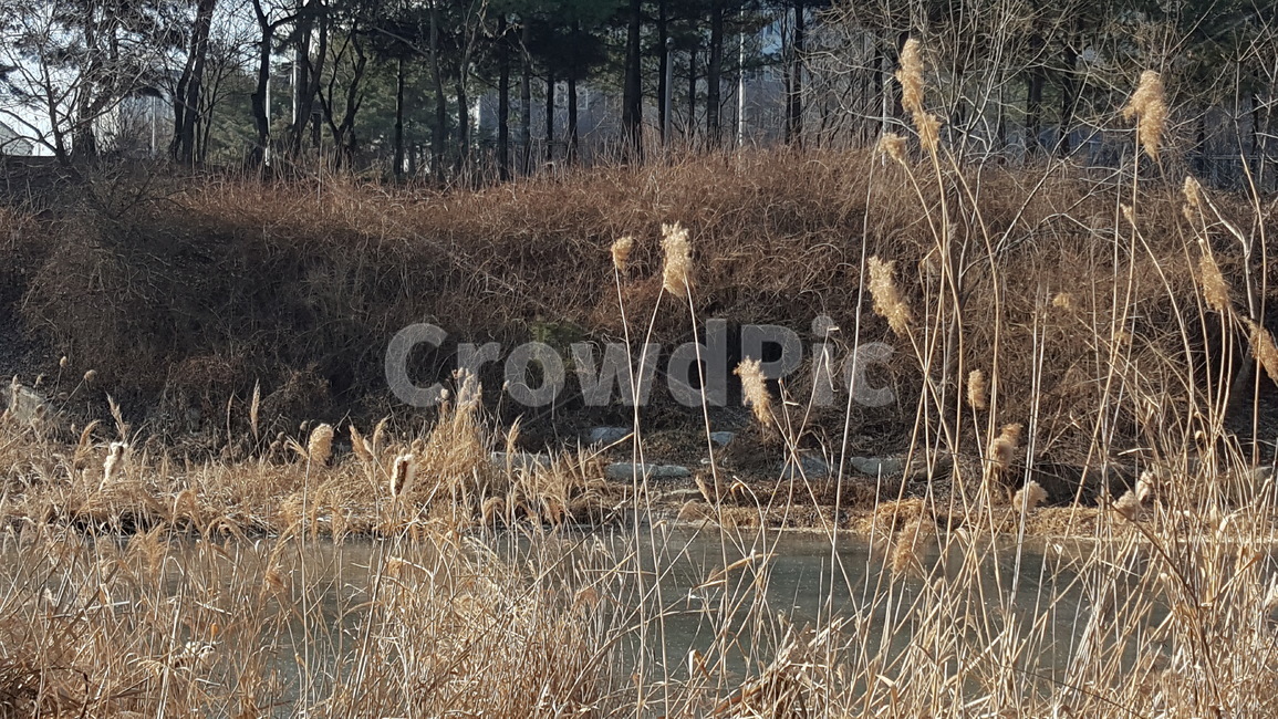 겨울,산책로,겨울풍경,야외,겨울산책로,공원,풍경,자연,풍경,nature,landscape,grass,잔디,plant,식물,lawn,reed,갈대