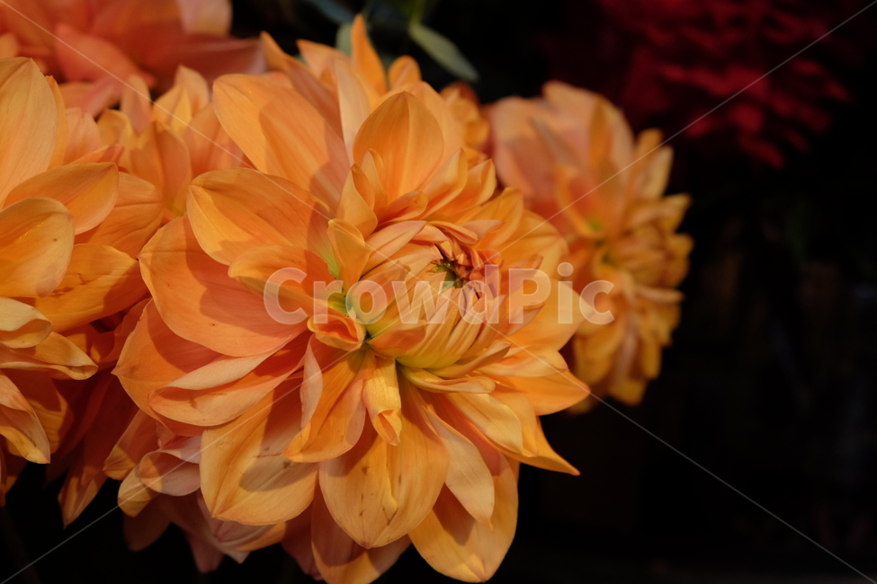 꽃,식물,flower,주황색,노란빛,식물,자연,plants,nature,꽃,flower
