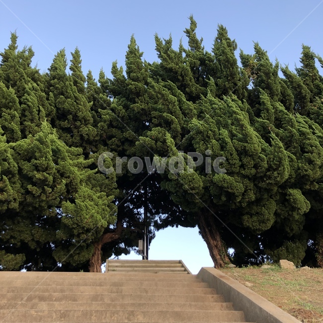 나무,하늘,터널,공간,계단,자연,풍경,nature,landscape,tree,plant,식물,conifer,구과 식물