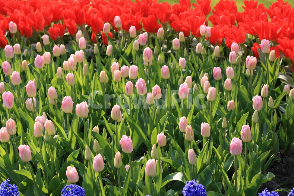 꽃,정원,튤립축제,식물,꽃밭,튤립,flower,garden,tulip,식물,자연,plants,nature,꽃,flower