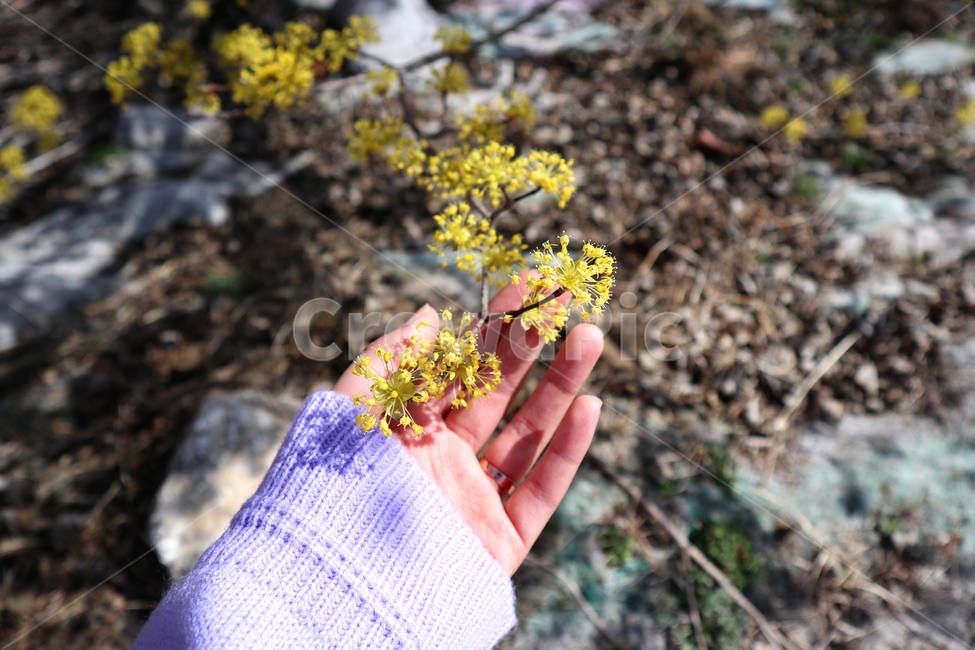 봄,손,꽃,산수유,봄바람,햇살,여자손,꽃잎,노란꽃,감성,봄,계절,spring,season,식물,자연,plants,nature,꽃,flower,사람,인물,인간,human,person,신체일부,몸,body,plant