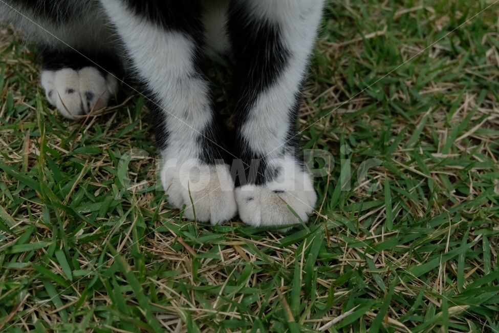 feline,cats paw,stray cat,dog cat,Black cat,cat,animal,tabby cat,cat stains,pet