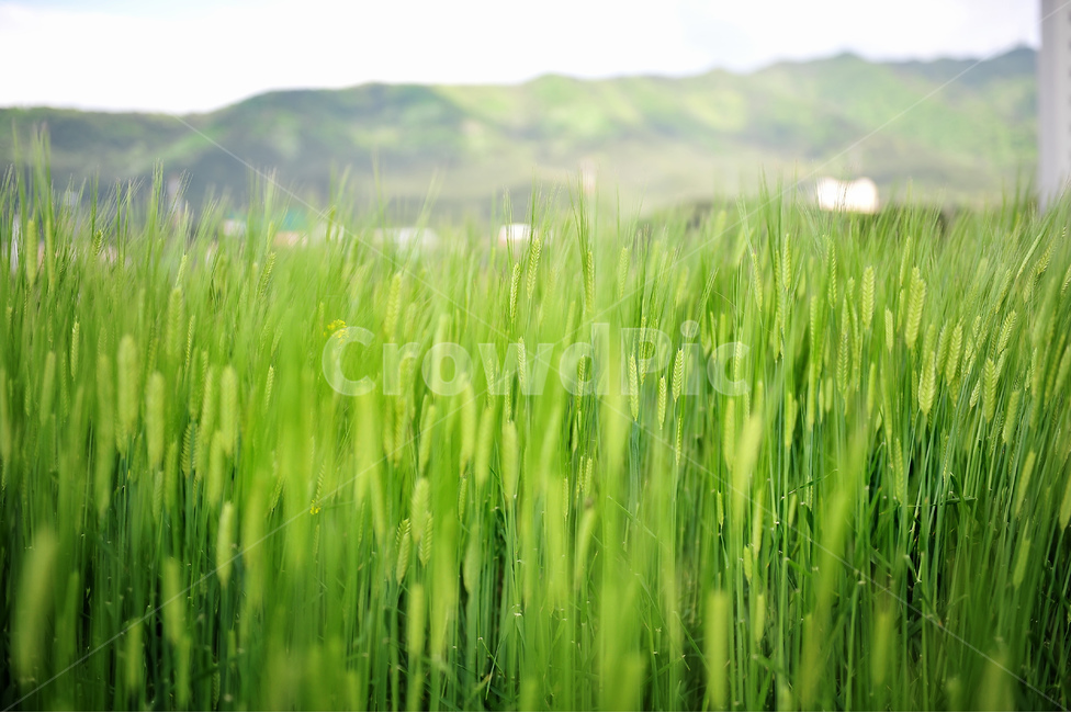 벼,논,농사,수확,가을,쌀,여름,식물,자연,plants,nature,산업,industry,industrial,농업,농사,agriculture,farming,farming industry