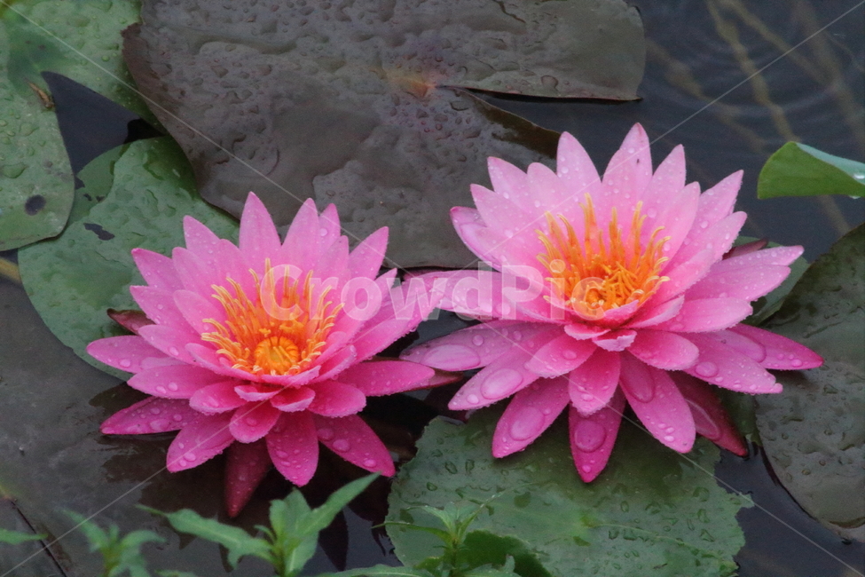 연,수련,수생식물,꽃,waterlily,식물,자연,plants,nature,꽃,flower