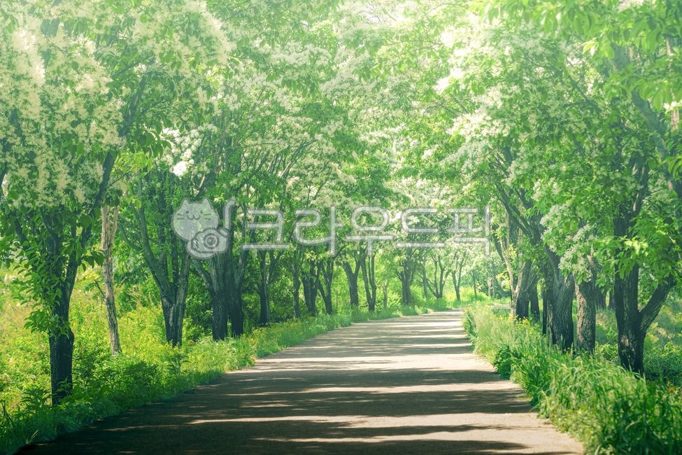Poplar,street,nature,landscape,summer,spring,path,leaves,countryside,grass,path,road,nature,natural,park,parks,outdoors,vegetation,green,tree,trees,street,forest,woodland,small forest,grove,chinesefringetree,road