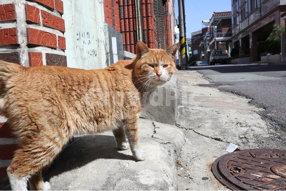 고양이,길고양이,골목,코숏,코리아숏헤어,동물,animal,포유류,mammal,고양이,cat,kitten,kitty