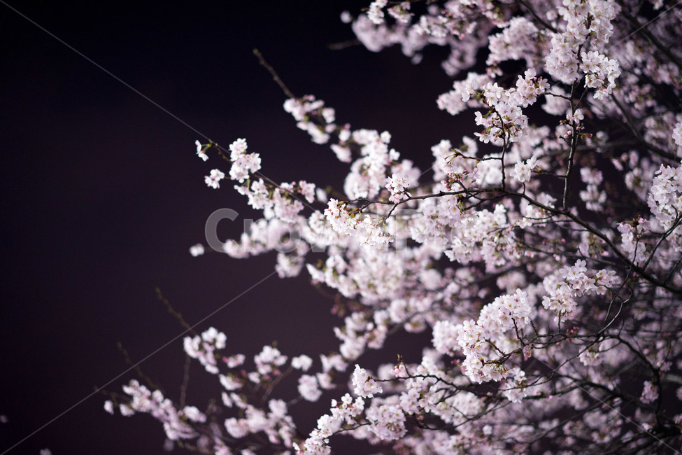 벚꽃,밤,야경,봄,만개,봄,계절,spring,season,식물,자연,plants,nature,꽃,flower,plant,blossom