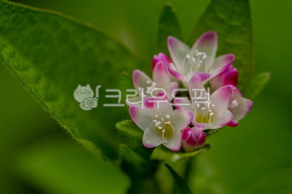 고마리,고마리꽃,야생화,가을꽃,마디풀과,큰꼬마리,줄고만이,조선꼬마리,꽃,flower,blossom