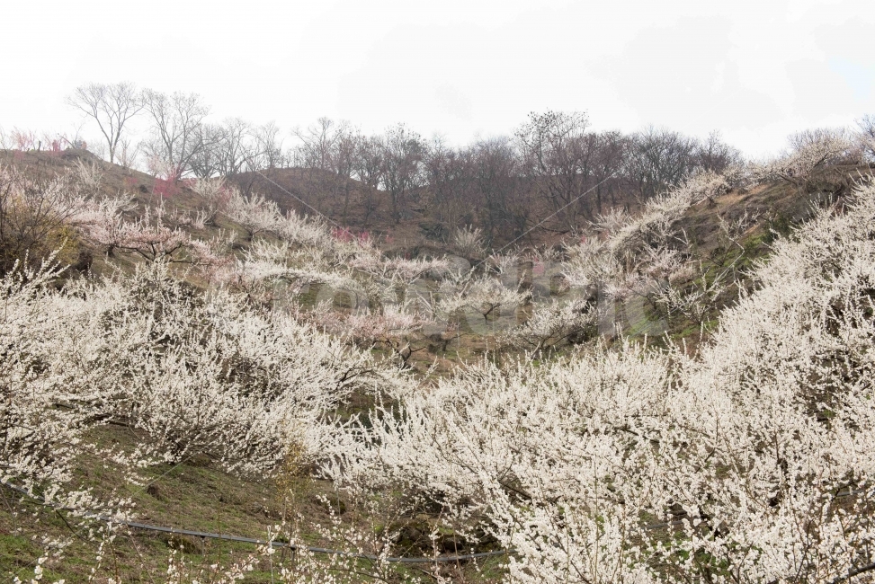 섬진강,섬진강기행,기행,남도,전라도,일상,시골,니콘,NIKON,D750,DSLR,사진,여행,정취,느낌,파스텔톤,파스텔,매화꽃,흰색,매화,청매농원,청매원,청매실농원,청매화농원,매화축제,매화꽃축제,섬진강축제,축제,매화마을,광양,전남광양,전남,새싹,봄,자연,풍경,nature,landscape,봄,계절,spring,season,plant,식물,flower,꽃,blossom,cherry blossom,벚꽃