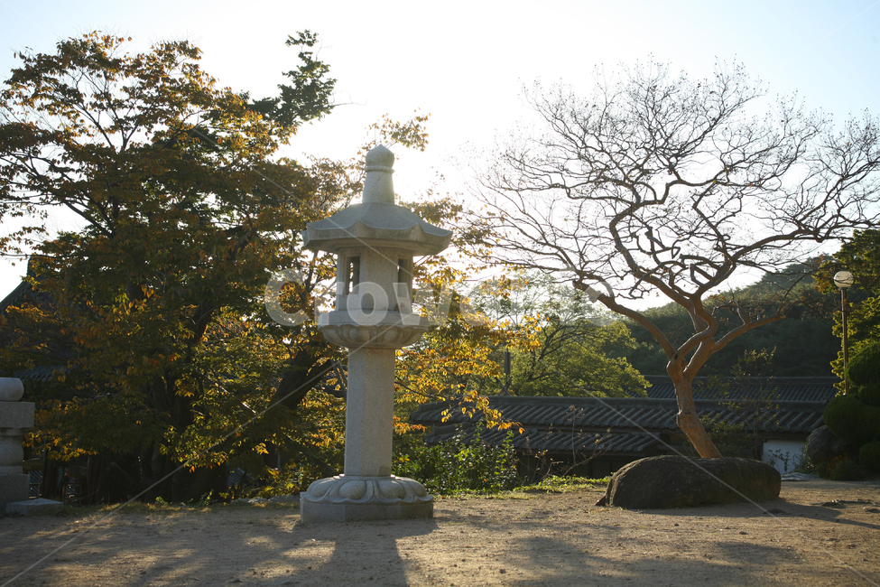 하늘,역광,tree,가을,단풍,나무,사찰,은하사,김해은하사