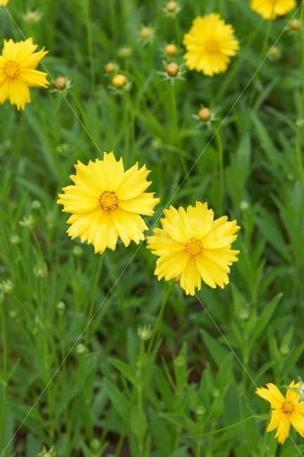 금계국,초화,노란색,노란꽃,꽃,육종,식물,자연,plants,nature,꽃,flower