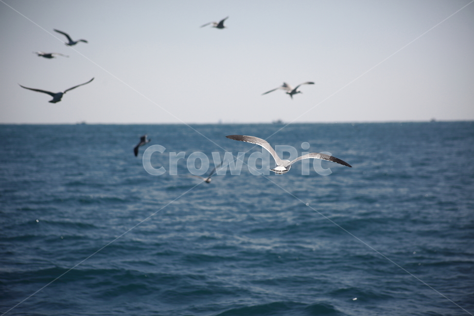 갈매기,바다새,대형조류,commongull,mewgull,laruscrassirostris,괭이갈매기,동물,animal,조류,새,birds