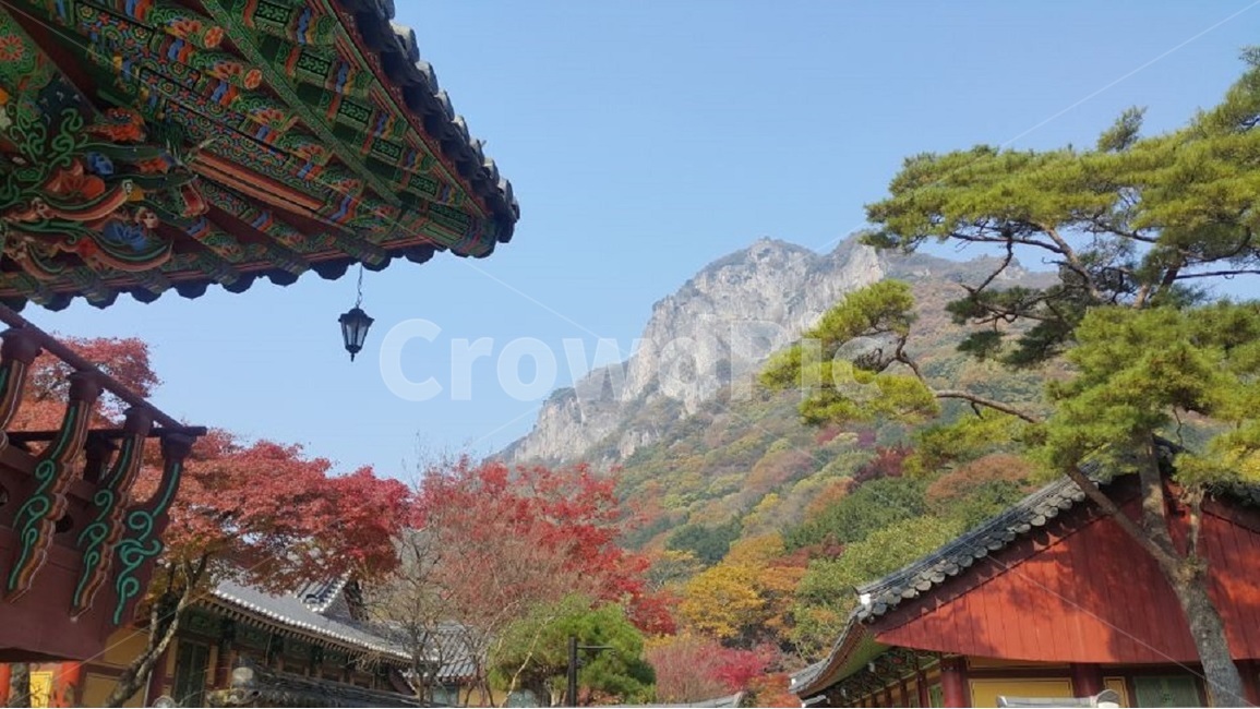 백양사,단풍,가을단풍,백양사단풍,전남백양사,가을,계절,fall,autumn,season,한국전통,한국문화,korean traditional,korean culture,종교,신앙,religion,belief,faith