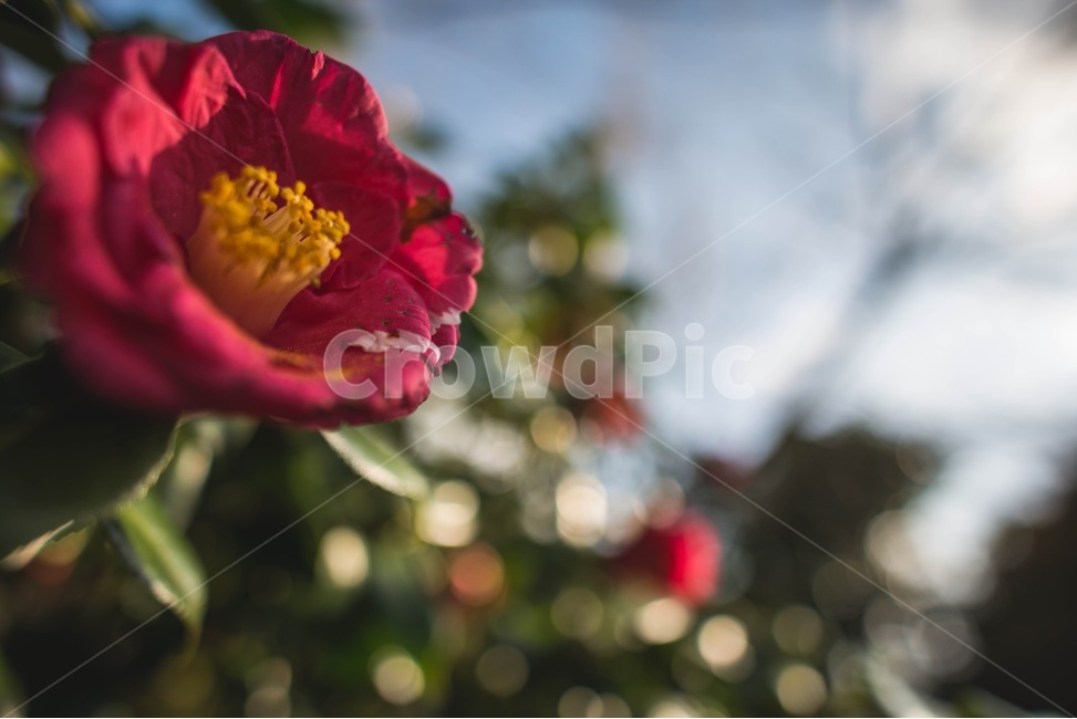 겨울,동백,카멜리아힐,제주도,햇살,빛망울,보케,식물,자연,plants,nature,꽃,flower