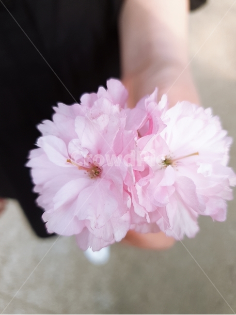 blossom,꽃,flower,벚꽃,식물,봄,계절,spring,season,식물,자연,plants,nature,꽃,flower,plant