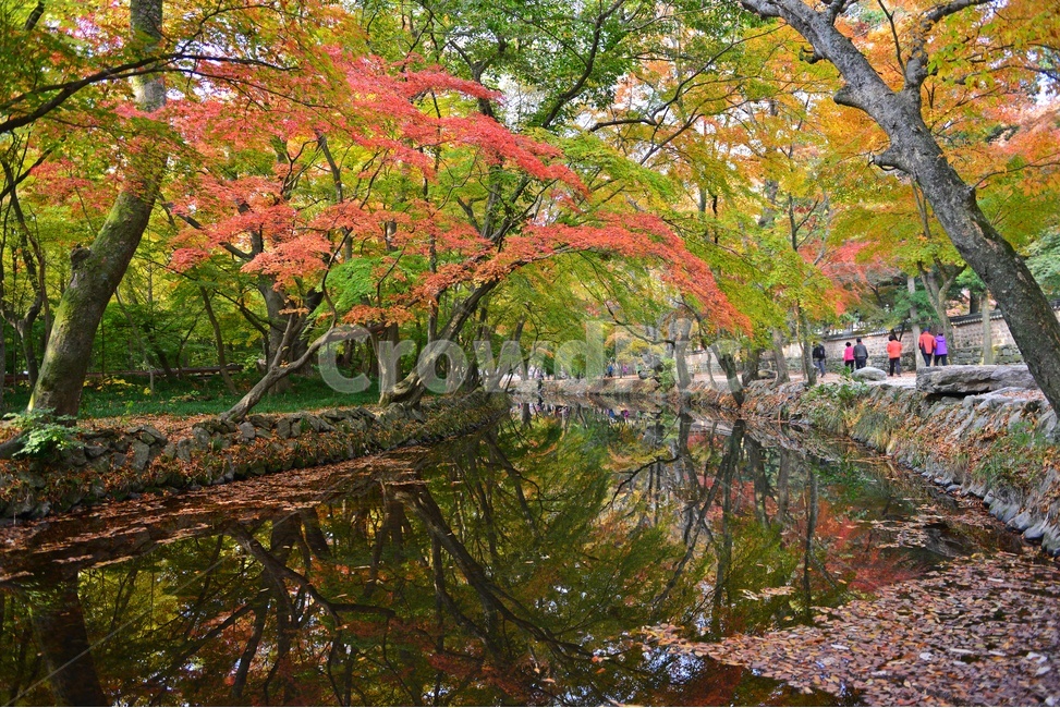 human,인간,person,사람,water,물,nature,자연,outdoors,옥외,tree,나무,plant,식물,leaf,잎,treetrunk,나무줄기,maple,단풍,고창,선운사,선운사가을,도솔천,도솔천가을,추색,만추,가을,계절,단풍잎,낙옆,반영