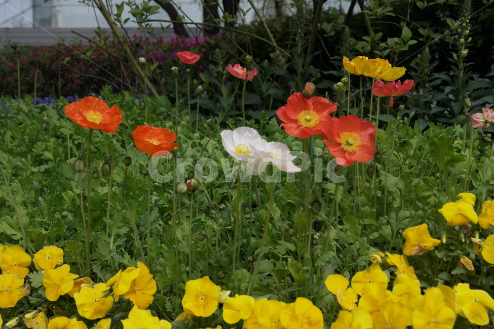 봄,잎사귀,꽃,줄기,개양귀비,나무,팬지,삼색제비꽃,식물,자연,plants,nature,꽃,flower