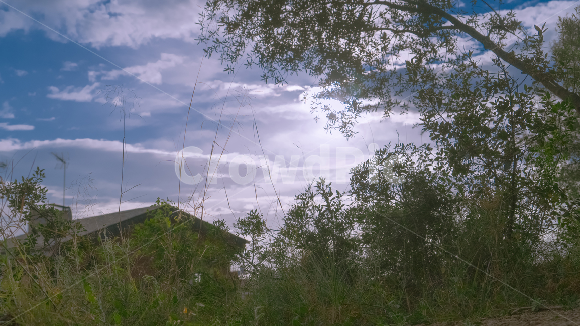 유럽,해외,풍경,하늘,나무,집,자연,풍경,nature,landscape,tree,plant,식물