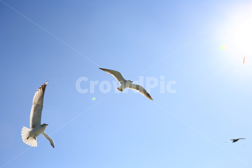 갈매기,바다,하늘,자유,자연,새,빛,태양,햇살,bird,see,sky,free,freedom,shine,sun,nature,동물,animal,조류,새,birds