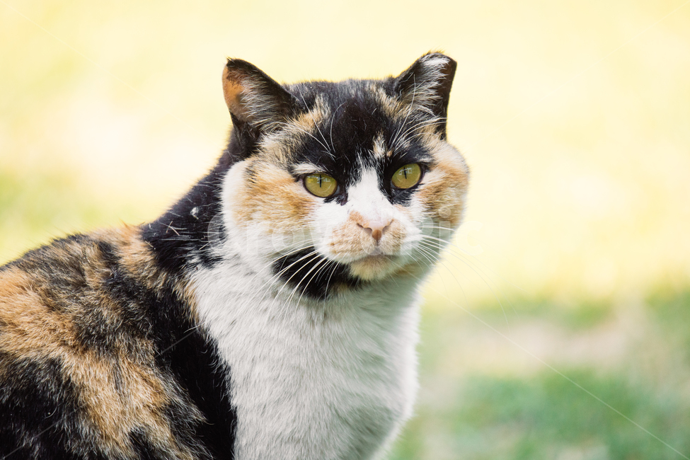 냥냥이,고양이,캣,cat,길고양이,삼색이,동물,animal,포유류,mammal,고양이,cat,kitten,kitty