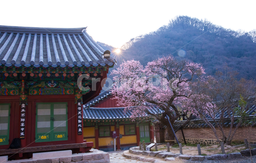 자연,풍경,경치,식물,꽃,봄꽃,사찰,백양사,고불매,매화,매화나무,홍매,홍매화,보호수,고건축,지붕,기와지붕,한옥,건물,건축,경내,아침,안개,고목,빛,햇빛,태양,일출,plant,building,architecture,건축물,한국전통,한국문화,korean traditional,korean culture,식물,자연,plants,nature,꽃,flower,나무,trees,wood