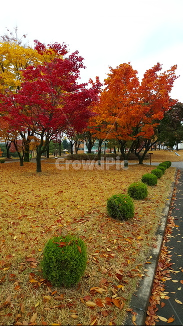 가을,단풍,낙엽,autumn,maple,fall,가을,계절,fall,autumn,season,tree,나무,plant,식물