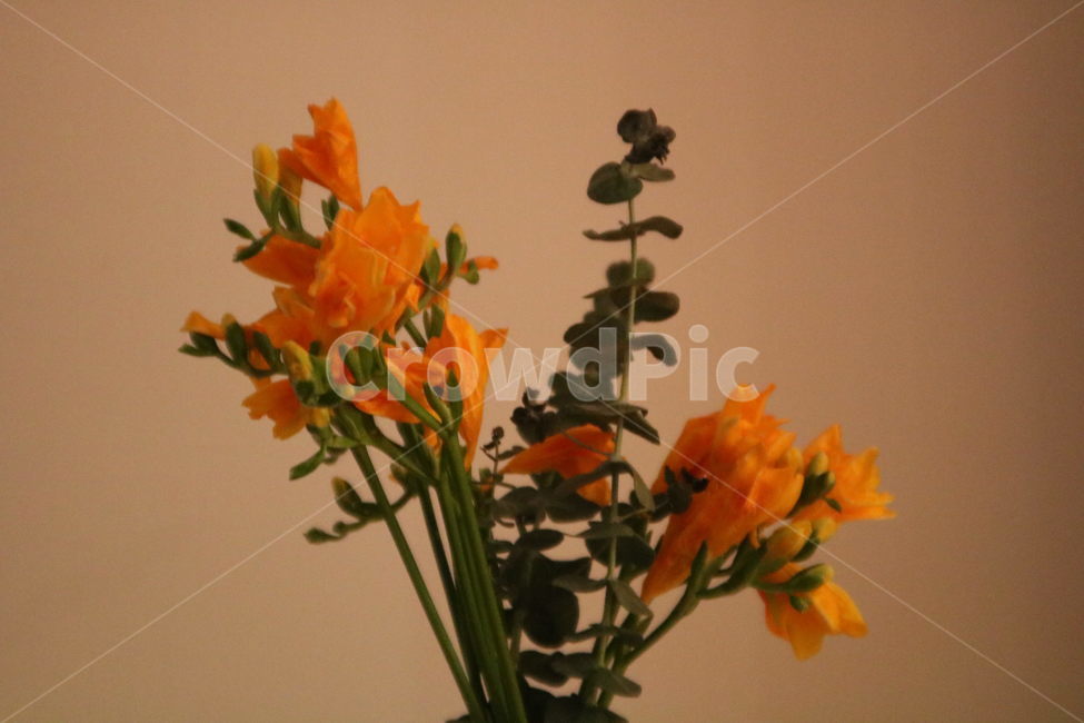 꽃,봄,봄날,프리지어,후레지아,후리지아,노란꽃,식물,흰배경,flower,spring,yellow,plant,freesia,식물,자연,plants,nature,꽃,flower,실내용화초,화분,화초,house plant