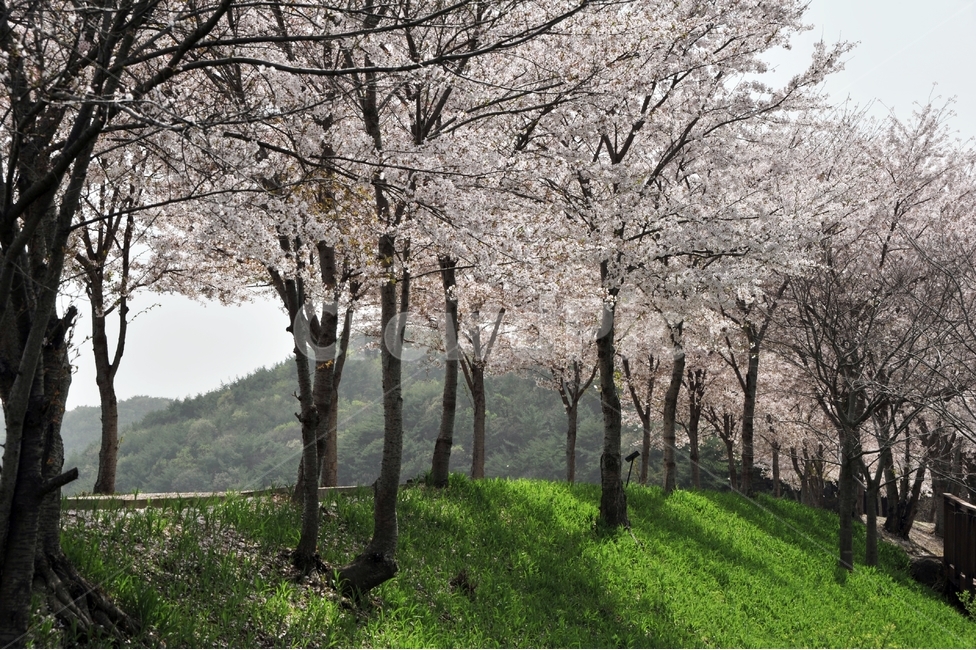 봄,계절,벚꽃,꽃,봄꽃,잔디,사쿠라,봄,계절,spring,season,자연,풍경,nature,landscape,식물,plants,나무,trees,wood,plant,tree,tree trunk,나무 줄기