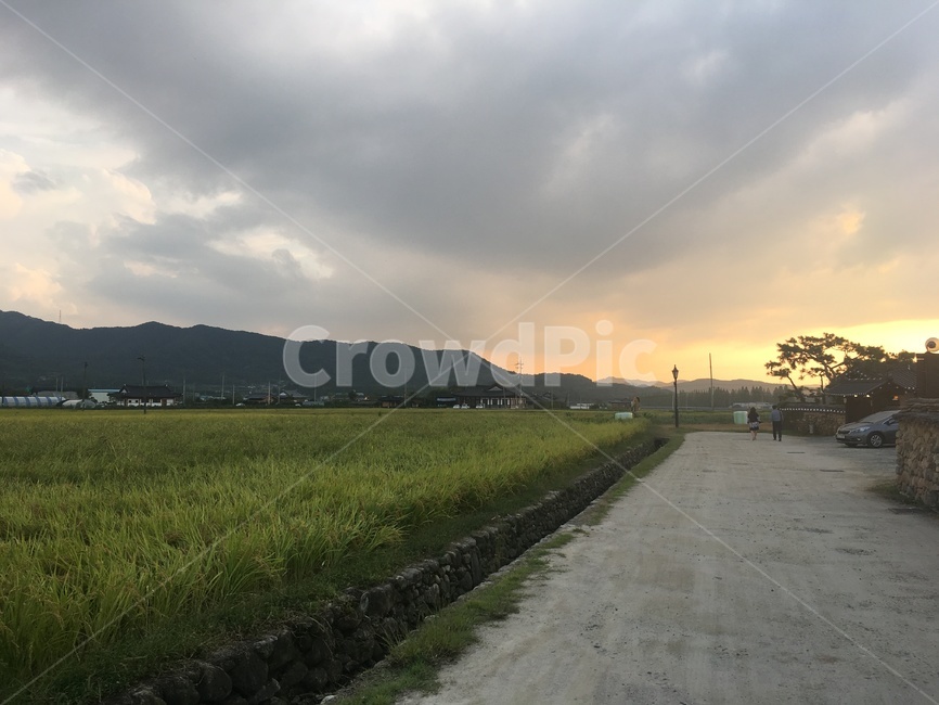 field,목초지,grassland,들,들판,자연,nature,outdoors,논,논밭,노을,풍경,시골,시골길,논두렁,논길