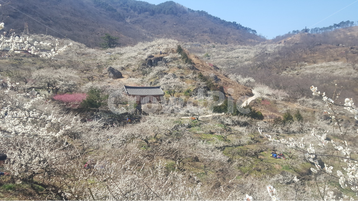 광양매화마을,전라남도광양,매화마을,매화,광양매화축제,매화축제,백매화,홍매화,봄,청매화,봄꽃축제,봄꽃,풍경,봄,계절,spring,season,자연,풍경,nature,landscape,한국자연풍경,한국자연경관,korea nature landscape,시골,마을,country,rural,town,outdoors,옥외