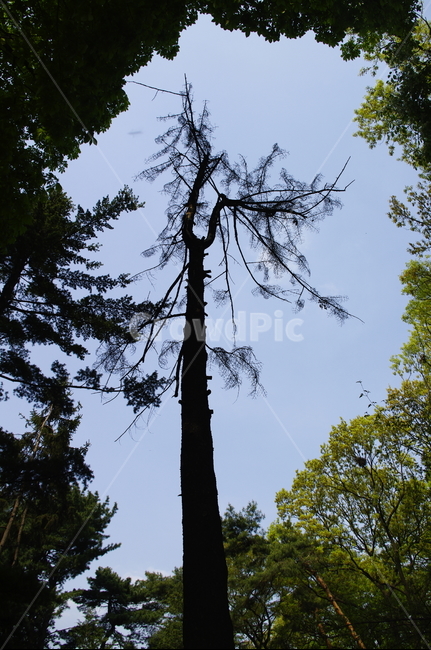 풍산가문비,소나무,나무,식물,plant,자연,nature,자연,풍경,nature,landscape,tree,fir,전나무