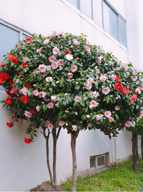봄꽃,동백꽃,집앞꽃,개화,화사,식물,자연,plants,nature,꽃,flower