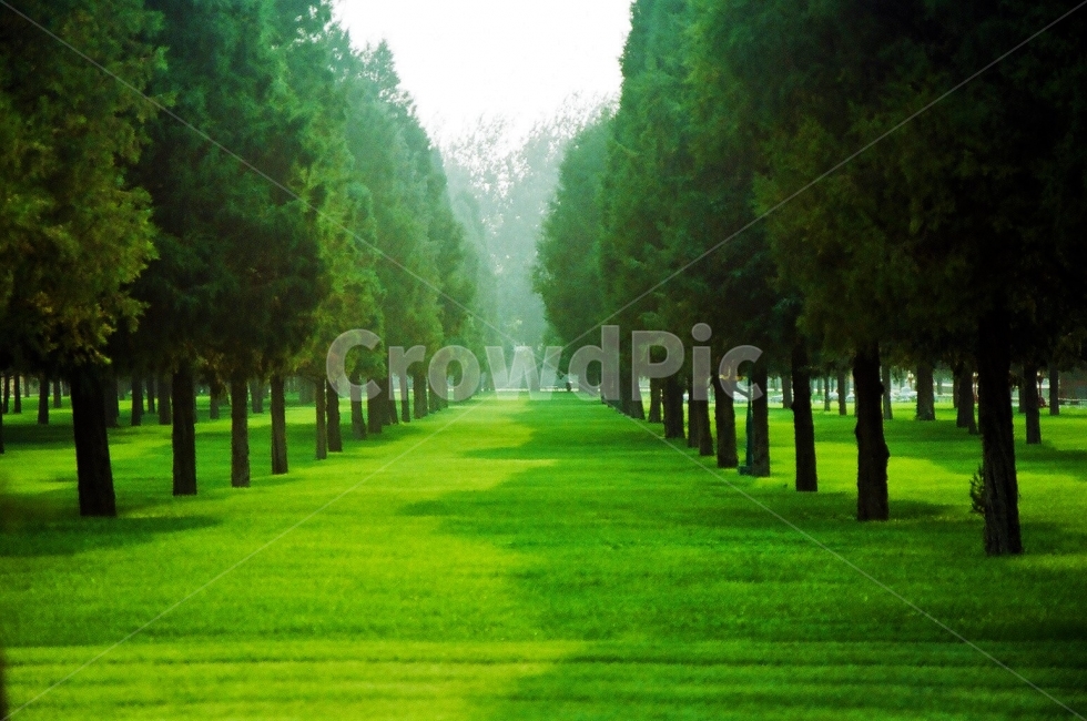 자연,가로수,나무,수체화,녹음,여름,산림욕,숲,정원,여름날,힐링,healing,summer,green,greenplace,forest,자연,풍경,nature,landscape,식물,plants,나무,trees,wood,휴식,힐링,rest,relaxation,healing,grass,잔디,plant,lawn