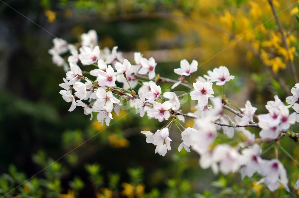 벚꽃,벚꽃나무,봄,봄꽃,벚꽃잎,봄,계절,spring,season,식물,자연,plants,nature,꽃,flower,plant,blossom