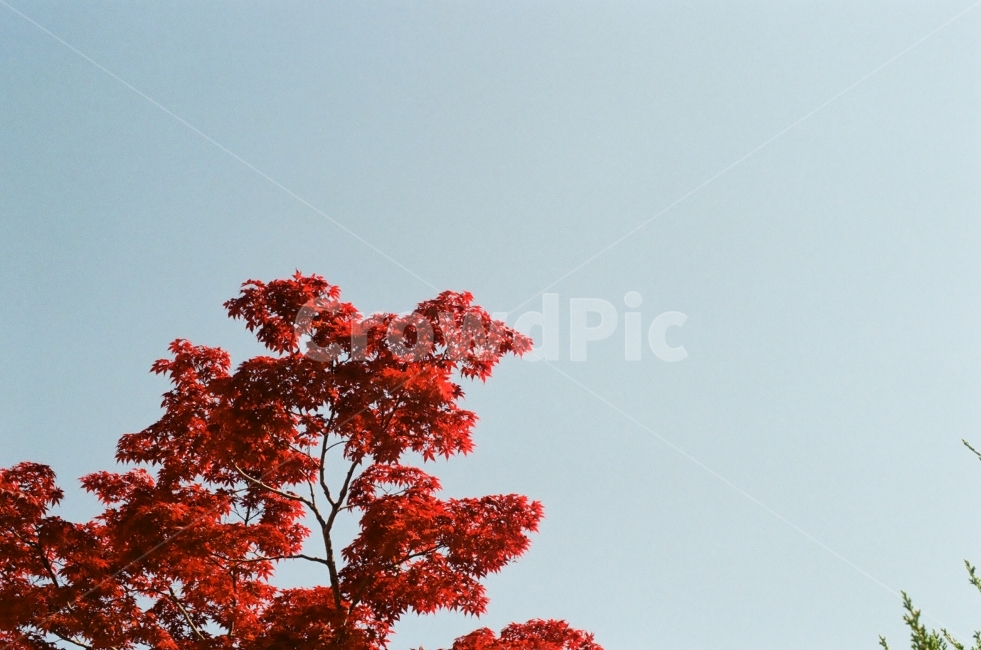 필름사진,단풍나무,단풍,빨강,붉은색,따뜻함,아날로그,film,pentax,35mm,135film,kodakcolorplus200,가을,펜탁스,가을,계절,fall,autumn,season,식물,자연,plants,nature,나무,trees,wood,tree,plant,leaf,잎,maple