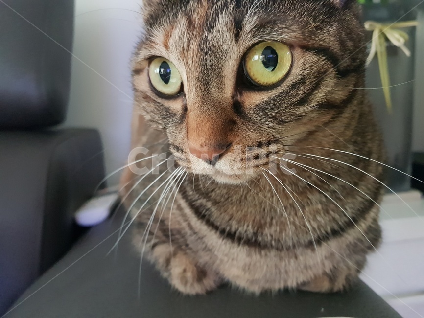 고양이,애옹이,집사,냥이,냥냥펀치,주인님,동물,animal,포유류,mammal