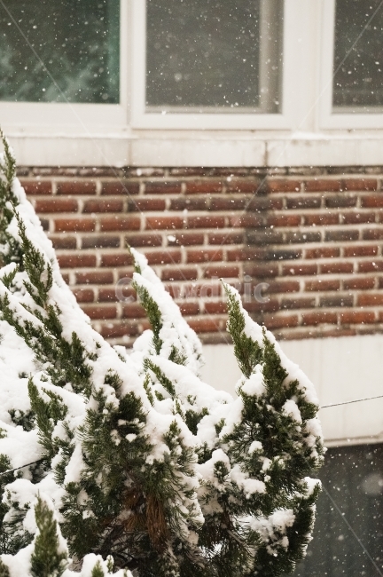 snowyday,whitecolor,red brick,winter,snowing,redbrick,snowy day,white,season,brick,snowy,nature,emotional,white snow,snow