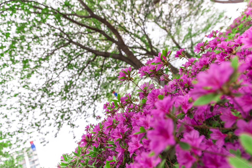 철쭉,영산홍,분홍,분홍색,꽃,봄,봄꽃,식물,자연,plants,nature,꽃,flower