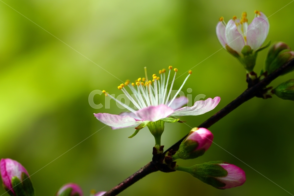 한국자연,꽃,꽃사진,플라워,flower,봄,봄꽃,spring,식물,plants,자연,nature,풍경,landscape,계절,season,snap,스냅,접사,macro,closeup,클로즈업,감성사진,감성,힐링,healing,느낌,feel,feeling,꽃밭,화단,나무,나뭇가지,tree,꽃봉오리,장미과,이스라지,이스라지꽃,5월,May,이스라지나무,식물,자연,plants,nature,꽃,flower