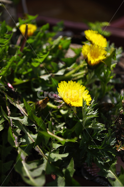 민들레,꽃,flower,계절,봄,spring,식물,plant,자연,nature,식물,자연,plants,nature,꽃,flower