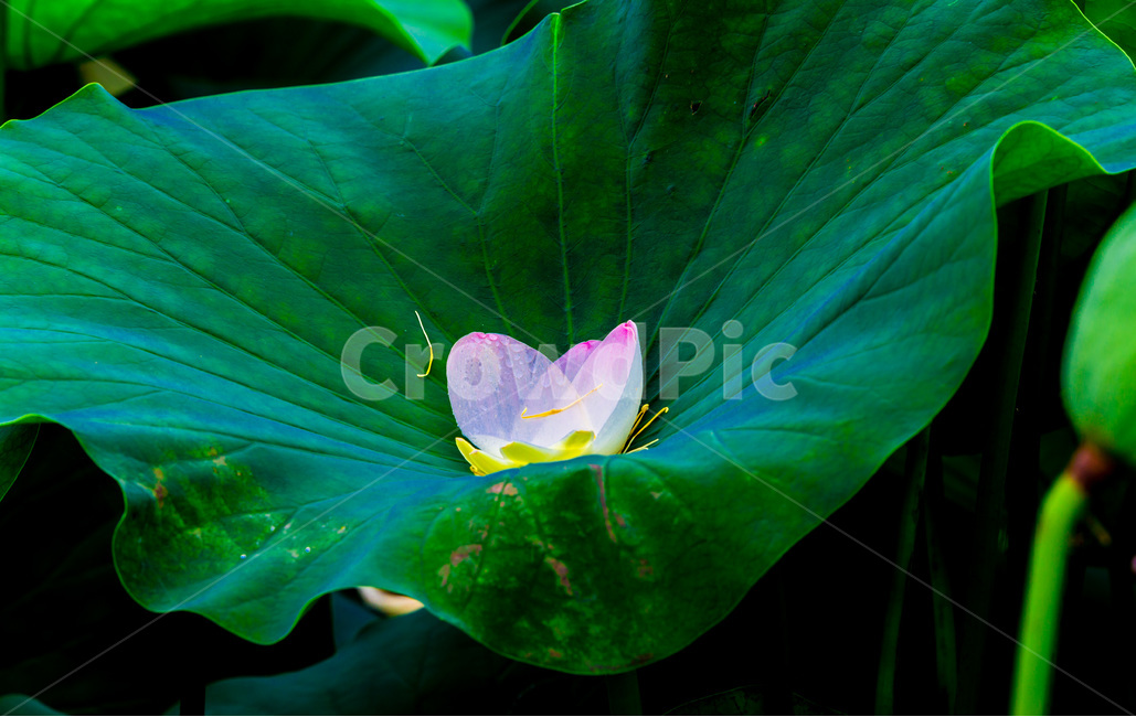 연꽃,연잎,문양,무늬,낙화,식물,자연,plants,nature,꽃,flower