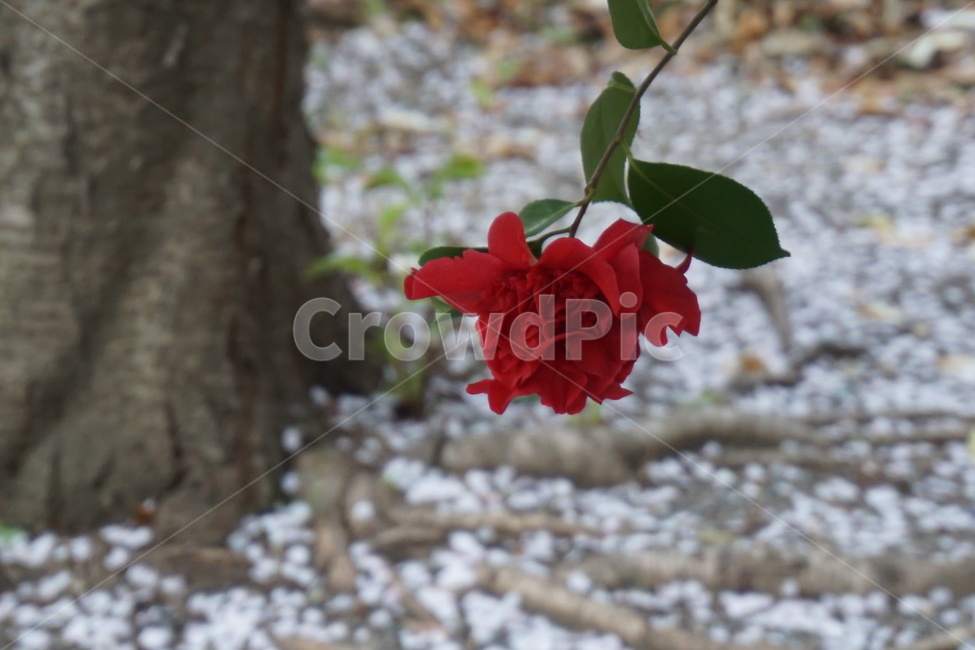 동백,붉음,꽃,정열,봄,아픔,봄,계절,spring,season,식물,자연,plants,nature,꽃,flower,plant,blossom,rose,장미