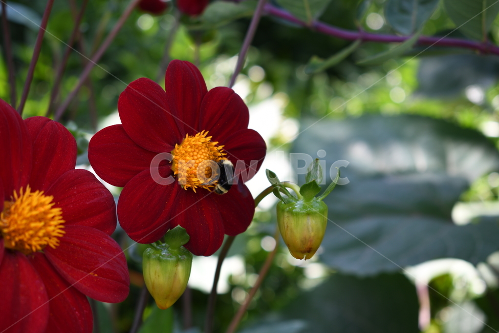 bee,벌,꽃,곤충,꿀벌,식물,자연,plants,nature,꽃,flower