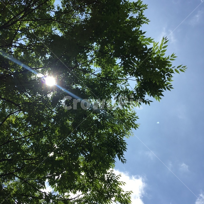 자연,풍경,하늘,나무,숲,nature,green,sky,tree,light,빛,scenary,landscape,자연,풍경,nature,landscape,flare,플레어