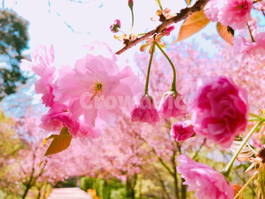 겹벚꽃,봄꽃,꽃,식물,벚꽃,핑크,분홍,봄,계절,spring,season,식물,자연,plants,nature,꽃,flower,plant