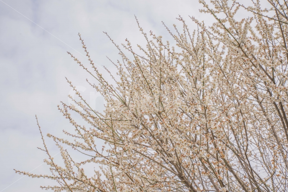 봄,봄꽃,매화,활짝,봄기운,개화,하늘,따뜻,식물,자연,plants,nature,봄,계절,spring,season,꽃,flower,plant