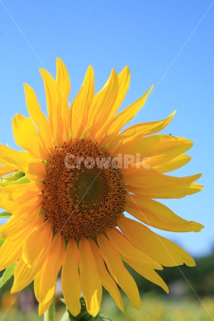 해바라기,꽃,sunflower,flower,plant,여름,파란하늘,하늘,여름하늘,노란꽃,계절,season,기다림,꽃말,자연,nature,긍정,blossom,식물,자연,plants,nature,꽃,flower