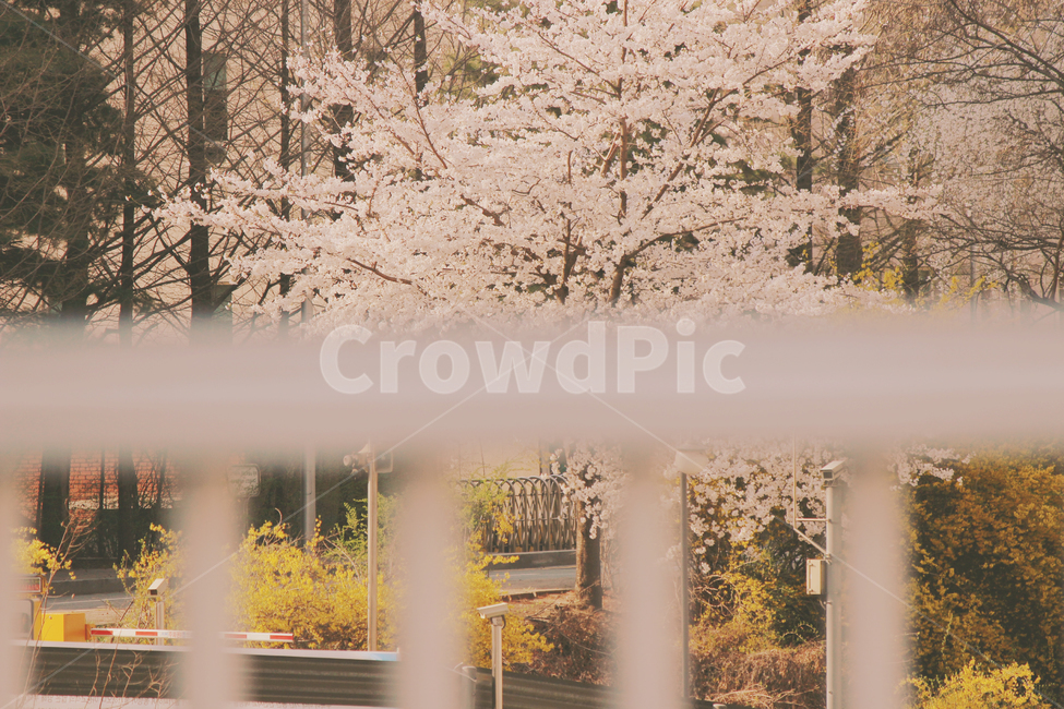 봄,벚꽃,벚꽃놀이,따듯함,가족,나들이,봄나들이,봄,계절,spring,season,자연,풍경,nature,landscape,감성,sensible,feeling,plant,식물,handrail,난간,banister