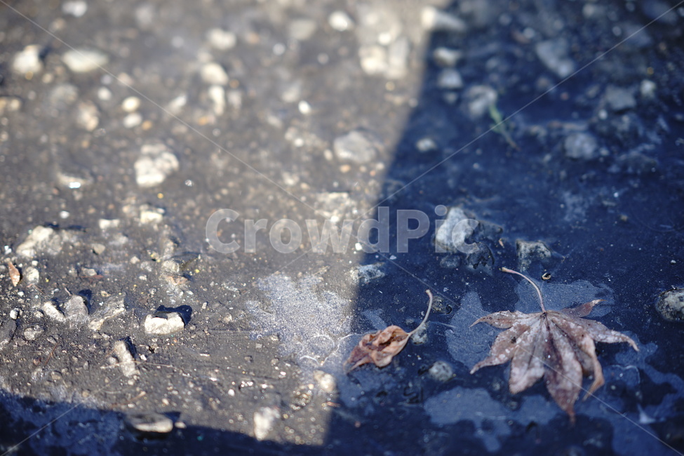 얼음,나뭇잎,시멘트,겨울,거리,바닥,그림자,겨울,계절,winter,season