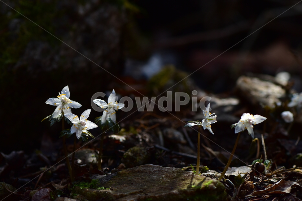 너도바람꽃,야생화,봄,꽃,풀꽃,자연,식물,식생,감성,힐링,plants,nature,spring,season,flower,emotion,feeling,흰색,초본,너도바람꽃속